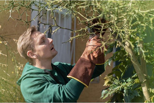 Immagine prodotto Gebol Gartenhandschuh Ilex 8 (8)