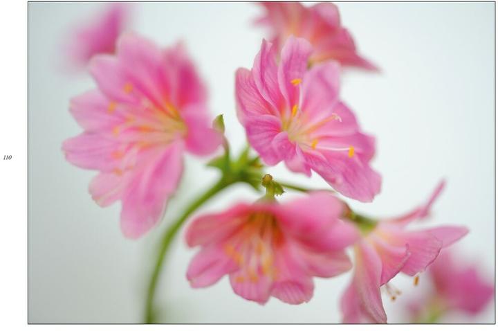 Produktbild Poesie der Blumen (Deutsch, Isolde, Ohlbaum, 2016)