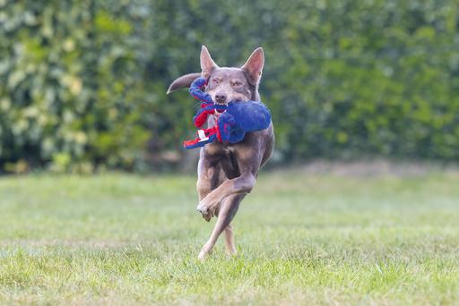 Immagine prodotto Beeztees Polpo Amy (Cane di peluche)