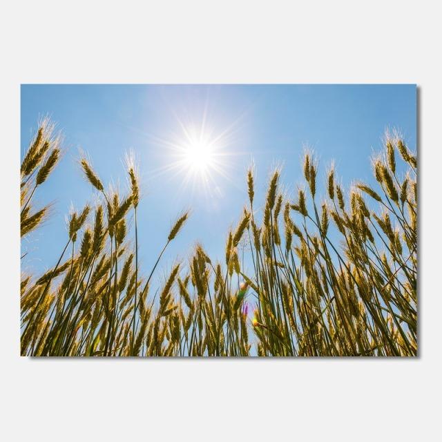 Produktbild Grusskarte Kornfeld- Sommer - (1 Stk.)