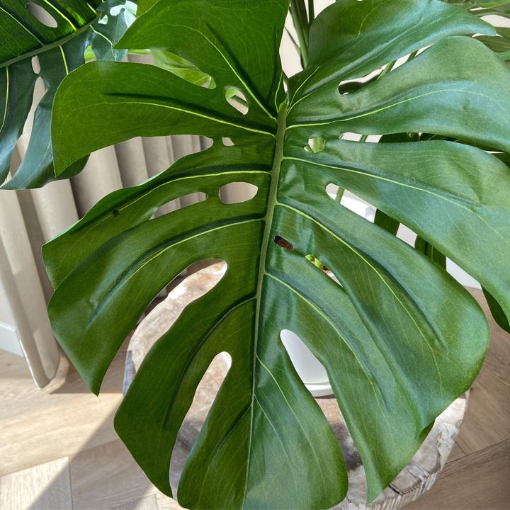 Immagine prodotto Plant in a Box Monstera - (85 cm)