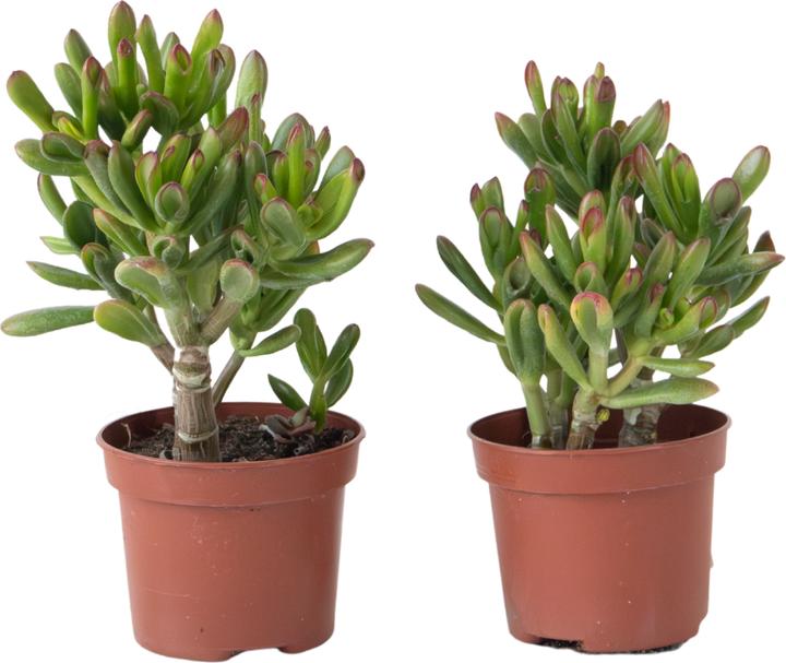 Image du produit Plant in a Box Crassula ovata 'Gollum' - 2er Set Plante de Jade (15 cm)