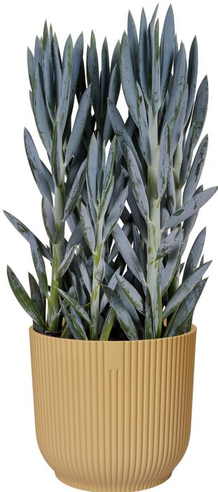Produktbild Elho Vibes Fold (14 cm)