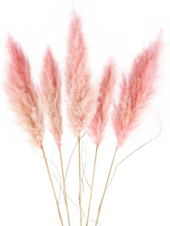 Produktbild Geschenkkörbe CH Pampasgras Trockenblumen, mittel, pink-rosa, 5 Stk. (Pampasgras)
