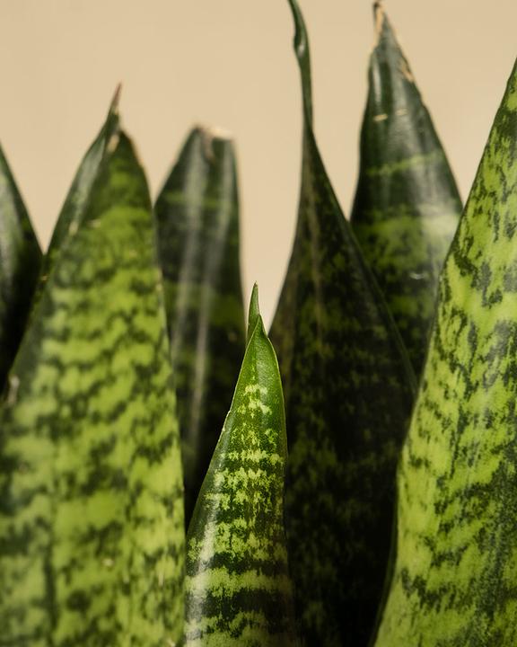 Produktbild feey Grüne Schwiegermutterzunge (35 cm, Frisch umgetopft)