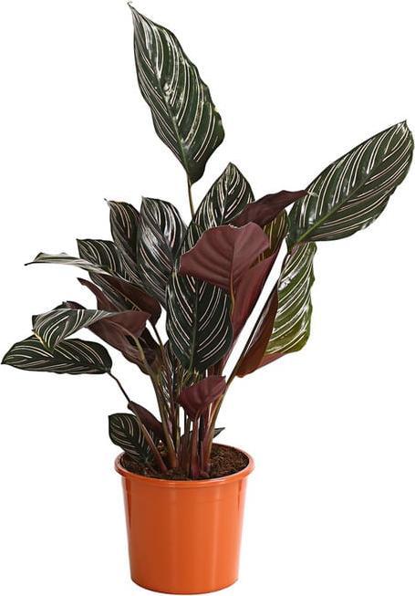 how often to water a monstera Monstera Deliciosa main image 0