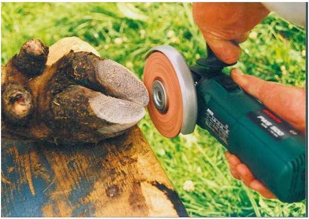 Image du produit Kerbl Meule super griffe, large (30)