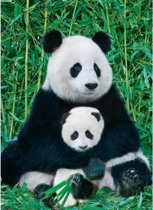 Produktbild Eurographics Panda und Baby (1000 Teile)