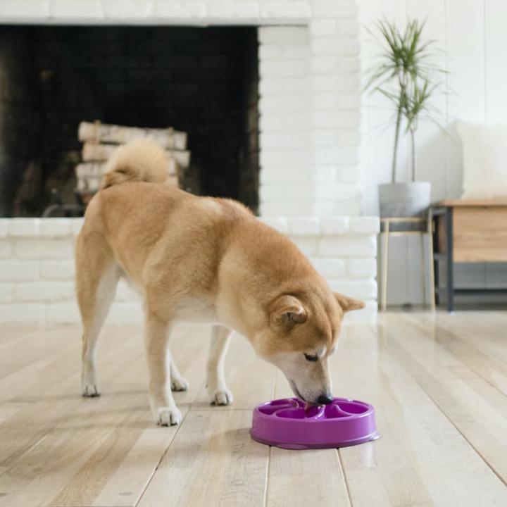 Image du produit Outward Hound Fun Feeder Mini
