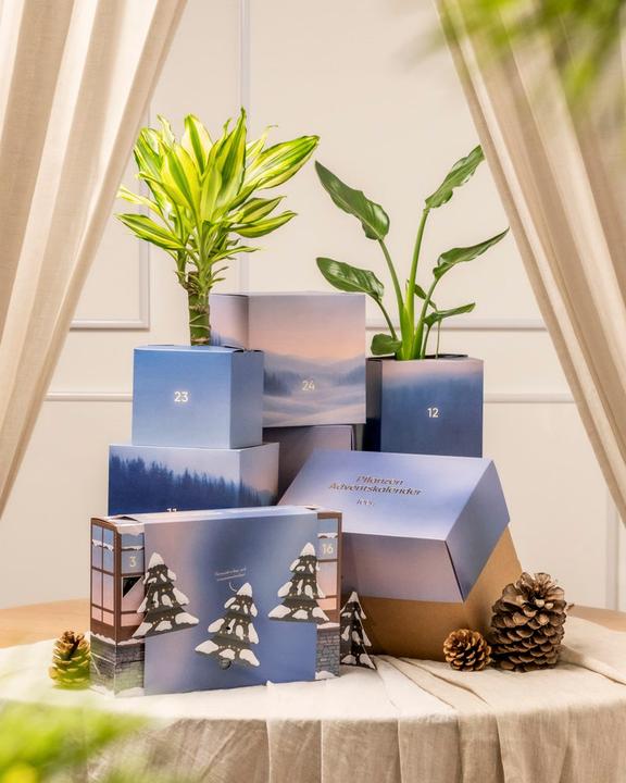 Actual product image feey Pflanzen Adventskalender (60 cm)