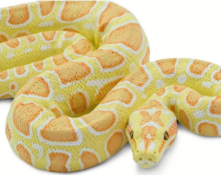Image du produit Safari Python albinos birman