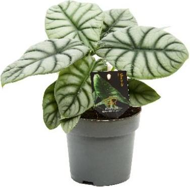 Actual product image Plantlovers Alocasia Silver Dragon (Pfeilblatt) (32 cm)