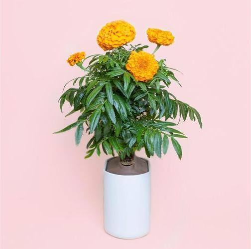 Produktbild Prêt à Pousser Saatgut Indische Rose (Kräutersamen)
