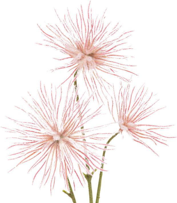 Actual product image Botanic-Haus Giardino