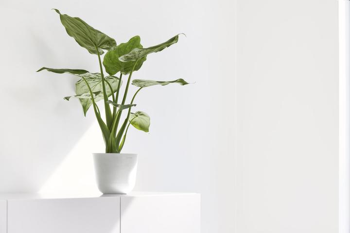 Immagine prodotto Ecopots Oslo Mini (16 cm)