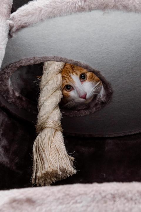 Produktbild Petrebels Superdome (120 cm, Braun)