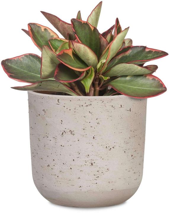 Produktbild Scheurich Basalto (27.30 x 25.80 cm)