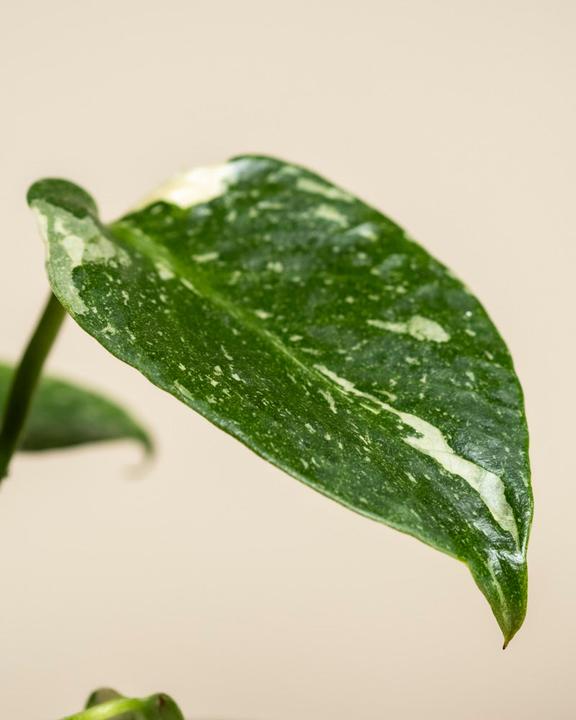 Produktbild feey Monstera 'Thai Constellation' (30 cm)