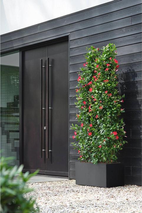 Actual product image Elho Vivo Next Lang (60 x 30 x 29 cm)