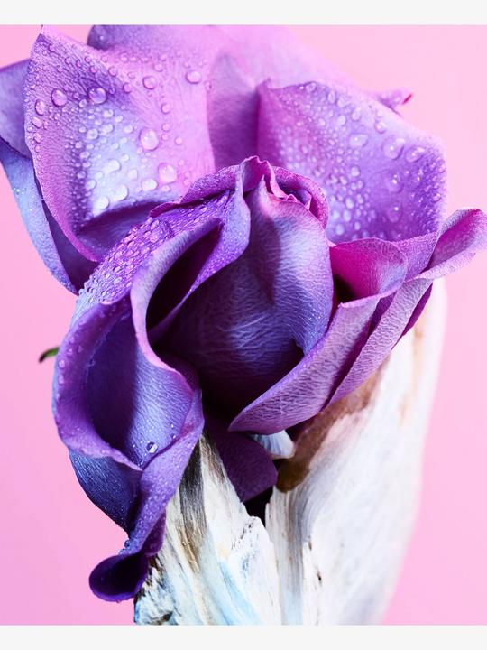 Actual product image Allegra Ma'Magnifica (Eau de parfum, 50 ml)