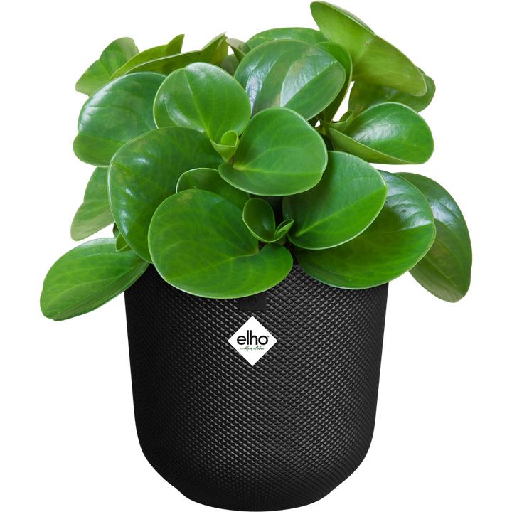 Actual product image Elho Jazz Round (26 x 24.20 cm)