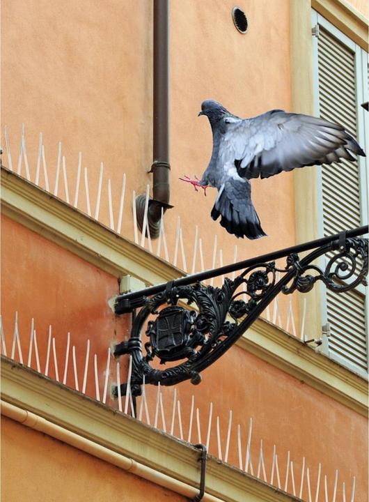 Produktbild Swissinno Taubenabwehrspikes transparentes Polycarbonat 300cm inkl. Silikonkleber