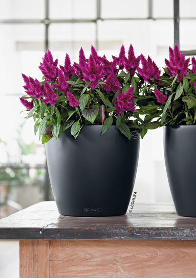 Actual product image Lechuza Classico Color