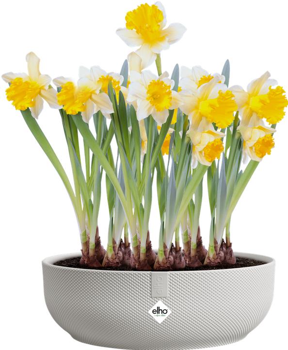 Produktbild Elho Jazz Bowl (28 x 9 cm)