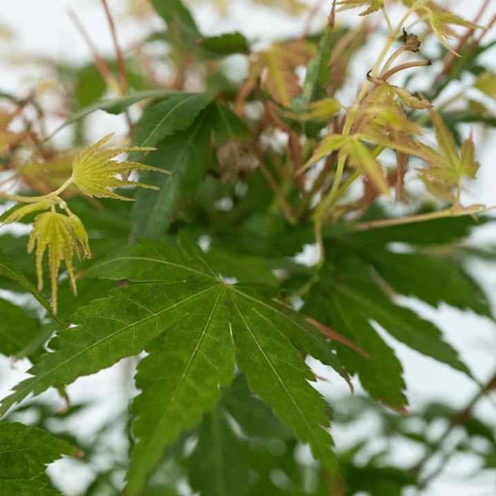 Actual product image Plant in a Box Acer palmatum 'Katsura' - Japanese maple (70 cm)