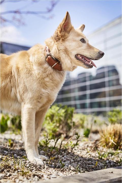 Image du produit Laboni Collier Nappa Amici M (M, Chien, Général)