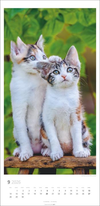 Produktbild Katzen Kalender 2026 (33 x 68 cm)