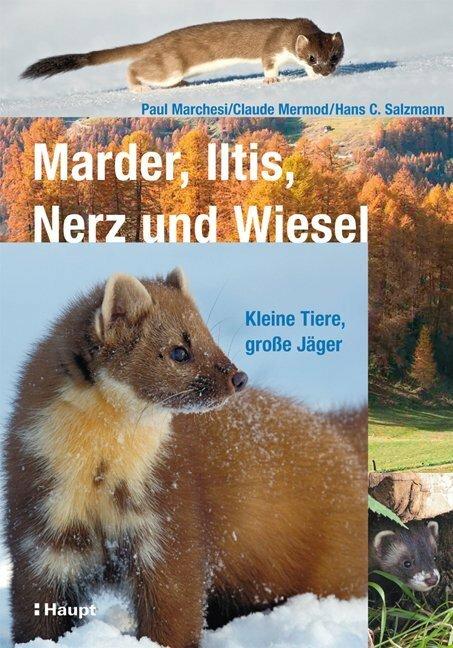 Produktbild Marder, Iltis, Nerz und Wiesel (Deutsch, Hans C. Salzmann, 2010)