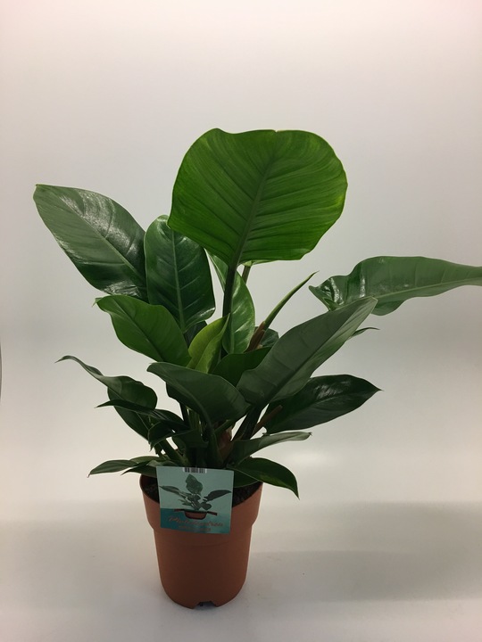 Produktbild Rutishauser Philodendron (60 cm)