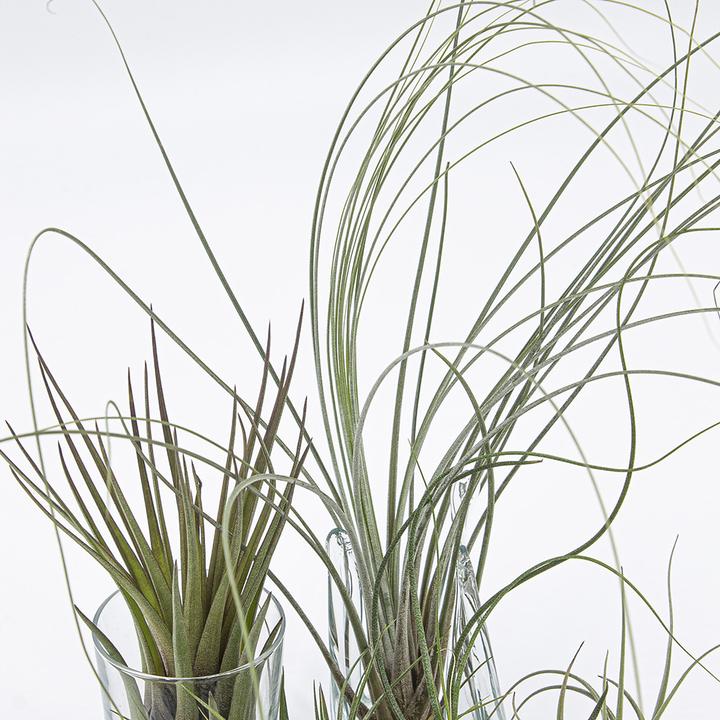 Produktbild Kakteen Gautschi Tillandsia-Set 1 (25 cm)