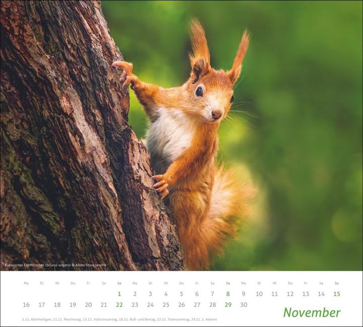 Produktbild times&more Heimische Tiere Bildkalender 2026 (Harter Einband, Deutsch)