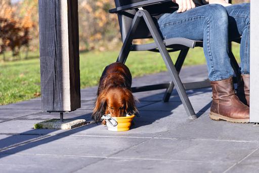 Actual product image Beeztees Travel bowl dog (0.75 l)