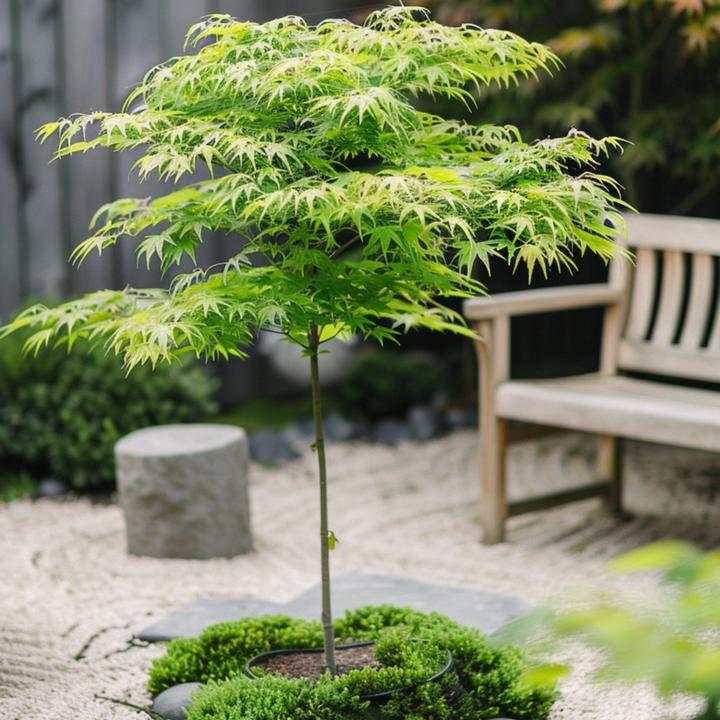 Produktbild Plant in a Box Acer palmatum 'Going Green' - Japanischer Ahorn (25 cm)