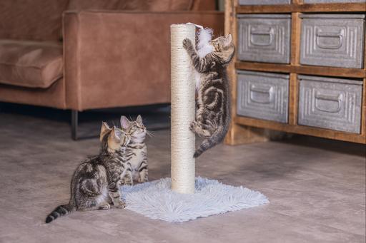 Produktbild Beeztees Kitten Kratzsäule Atila (53 cm, Grau)