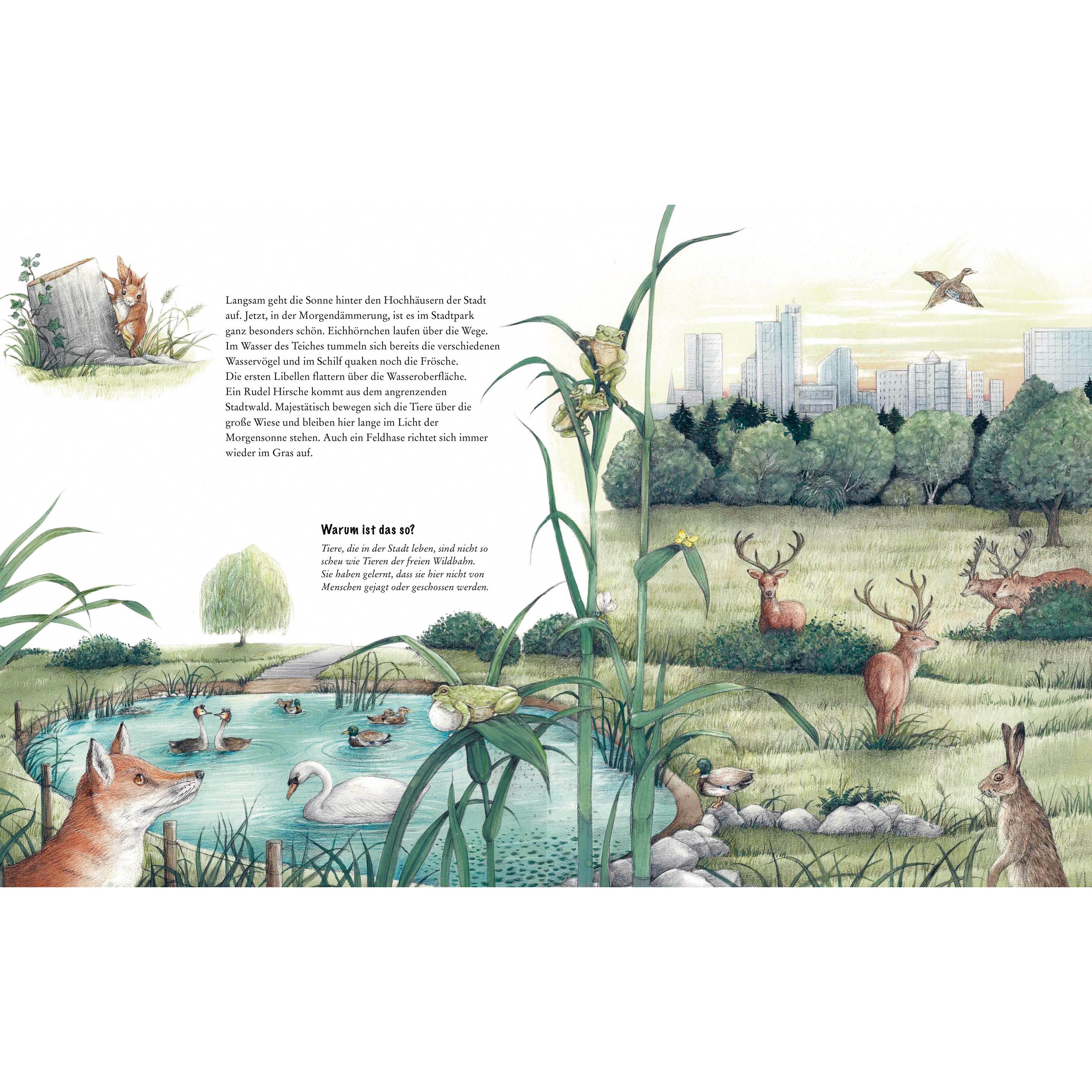 Thumbnail - Wildtiere in der Stadt – Einem kleinen Fuchs auf der Spur, Kinderbücher von Susanne Riha