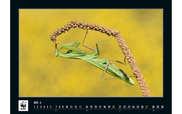 Produktbild WWF Wildlife 2025