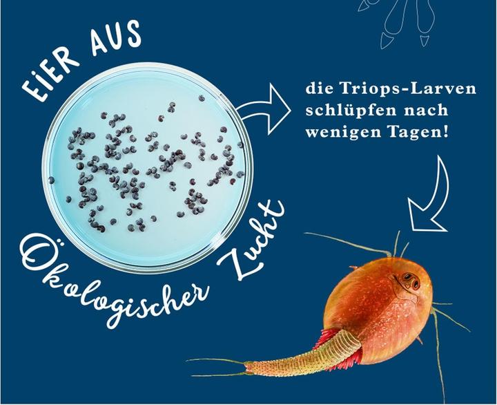 Actual product image Kosmos Triops - Breeding Triops