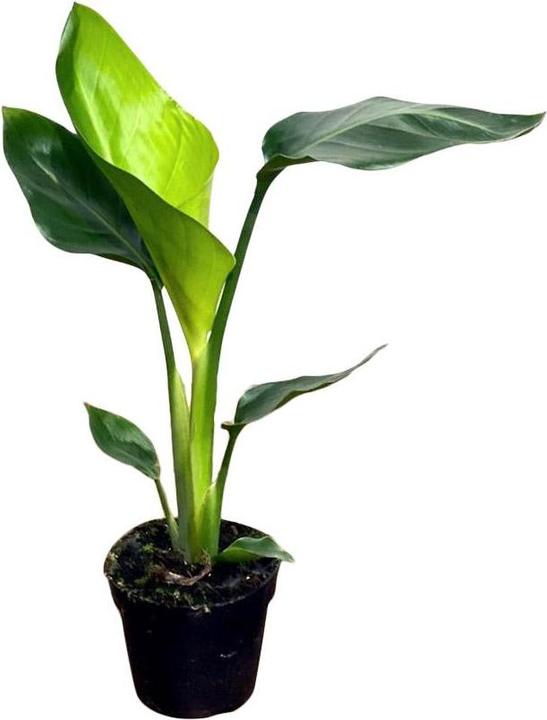 Plantlovers Strelitzia Nicolai (Baumstrelitzie) - kaufen bei Galaxus -  Galaxus