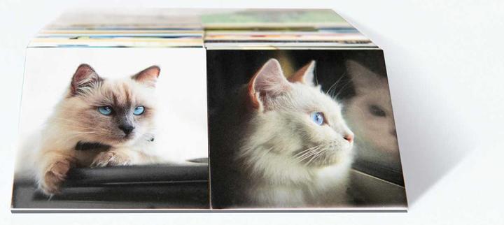 Produktbild Remember Gedächtnisspiel Cats (Englisch, 2 - 8 Spieler)