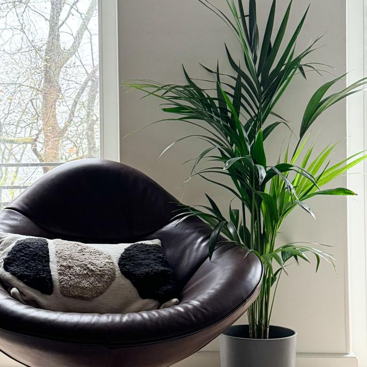 Produktbild Plant in a Box Howea forsteriana - Kentia Palme (130 cm)