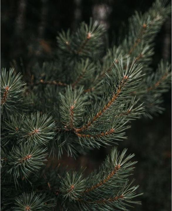 Actual product image Acca Kappa SFARIA EDP 100ml (Eau de parfum, 100 ml)