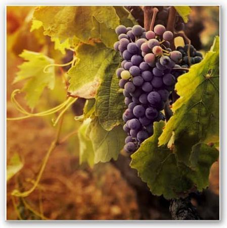 Produktbild Trenddeko Toskanische Weinrebe (50 x 50 cm)