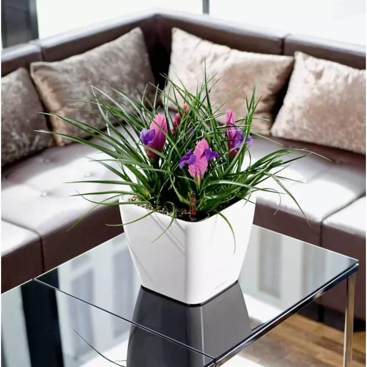 Immagine prodotto Lechuza Quadro LS (28 x 28 x 26 cm)