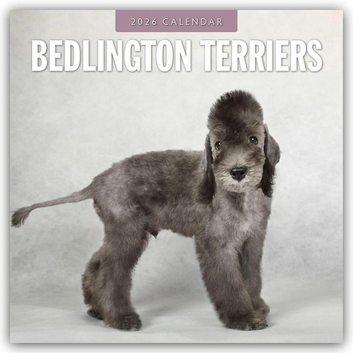 Flechsig Bedlington Terrier Bedlington Terriers 2025 16