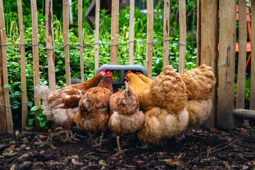 Actual product image Beeztees Chicken Feeder, Grey