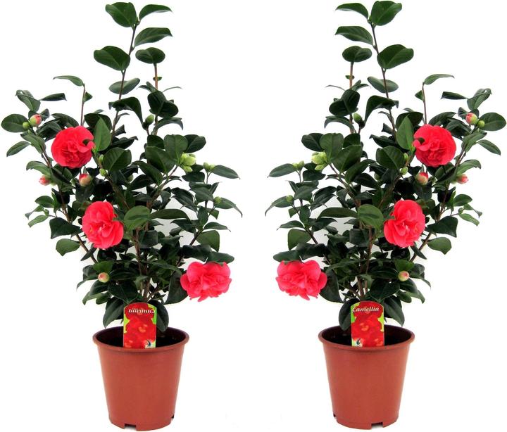 Actual product image Plant in a Box Camellia japonica Lady Campbell - set of 2 camellias (60 cm)
